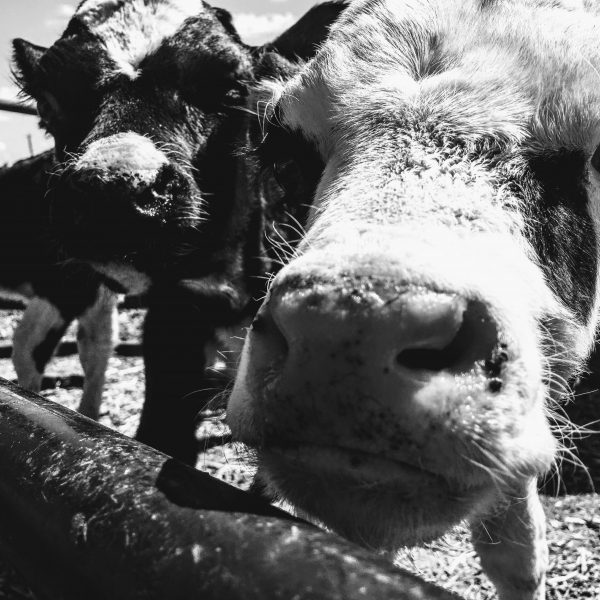 two cows in a black and white photo