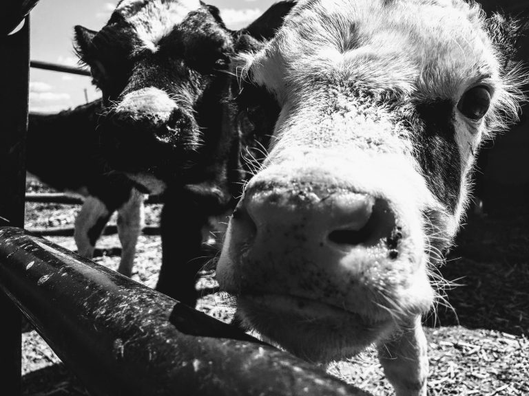 two cows in a black and white photo