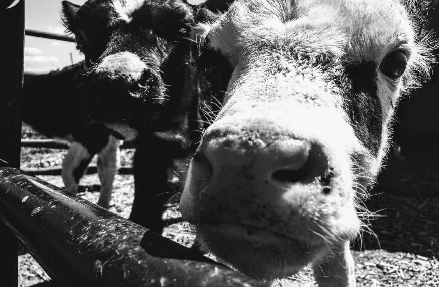 two cows in a black and white photo